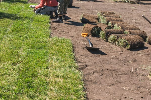 Laying sod for new garden lawn - turf laying